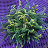 Yellow Tip Green Ghoul Long Tentacle Anemone (2-3") - Corals Anonymous