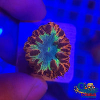 Crimson Rainbow Blastomussa (1 Polyp) Blasto