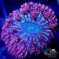 Dreamcast Blastomussa (1 Polyp) Blasto