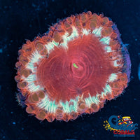Maroon-Six Blastomussa (1 Polyp) Blasto