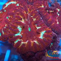 Maroon-Six Blastomussa (1 Polyp) Blasto