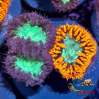 Mixed Blastomussa (3 Polyp) Blasto