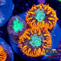 Mixed Blastomussa (3 Polyp) Blasto