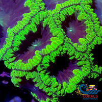 Nuclear Green Rim Blastomussa (1 Polyp) Blasto