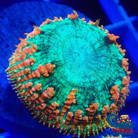 Rainbow Elder Dragon Blastomussa Blasto