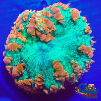 Rainbow Elder Dragon Blastomussa Blasto