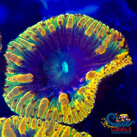 Rainbow Raggae Jam Blastomussa (1 Polyp) Blasto