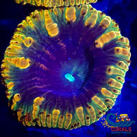 Rainbow Raggae Jam Blastomussa (1 Polyp) Blasto