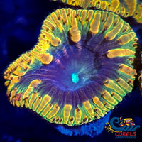 Rainbow Raggae Jam Blastomussa (1 Polyp) Blasto
