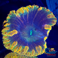 Rainbow Raggae Jam Blastomussa (1 Polyp) Blasto