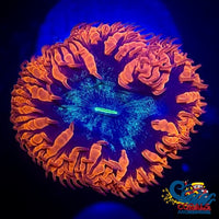 Red And Blue Blastomussa (1 Polyp) Blasto