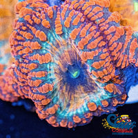 Tropical Blood Orange Blastomussa (1 Polyp) Blasto