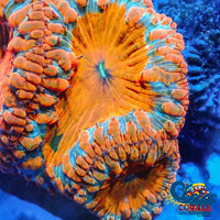 Tropical Blood Orange Blastomussa (1 Polyp) Blasto