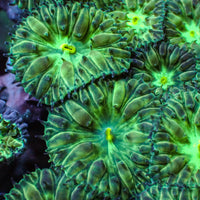 Yellow Mouth Emerald Blastomussa Merletti (3-5 Polyps) - Corals Anonymous
