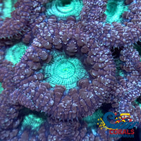 Aquamarine Blastomussa (1 Polyp) Blasto