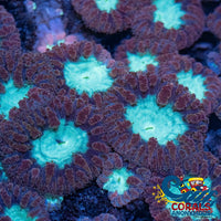 Aquamarine Blastomussa (1 Polyp) Blasto