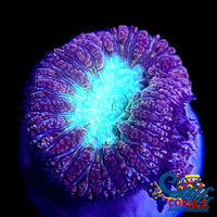 Aquamarine Blastomussa (1 Polyp) Blasto