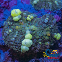 Indo Toxic Bounce Rhodactis Mushroom 2