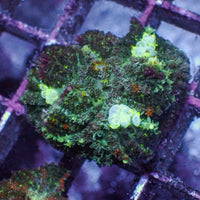 Indo Toxic Bounce Rhodactis Mushroom 1