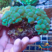 Green Jade Bubble Coral Bubble Coral