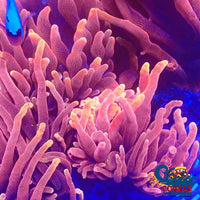 Chicago Sunburst Anemone (Blood Orange Phase) Bubbletipanemone