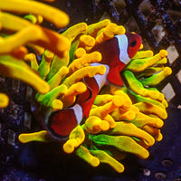 Chicago Sunburst Anemone (Gold Phase) - Corals Anonymous