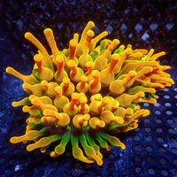 Chicago Sunburst Anemone (Gold Phase) - Corals Anonymous