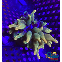 Chicago Sunburst Anemone (Yellow Phase) Bubble tip anemone