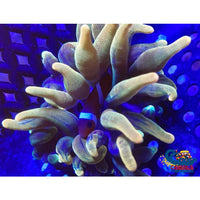Chicago Sunburst Anemone (Yellow Phase) Bubble tip anemone