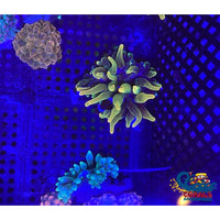 Chicago Sunburst Anemone (Yellow Phase) Bubble tip anemone