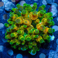 CA acid drop bubble tip anemone
