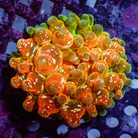 CA Acid Drop Bubble Tip Anemone - Corals Anonymous