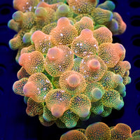CA peach puffs bubble tip anemone 2