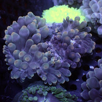 Ghost Candy Bubble Tip Anemone 3
