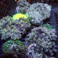 Ghost Candy Bubble Tip Anemone