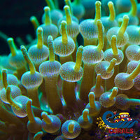 Green Bubble Tip Anemone Bubbletipanemone