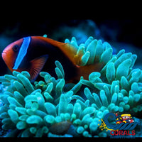 Green Bubble Tip Anemone Bubbletipanemone