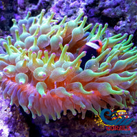 Purple-Tip Hydra Bubble Tip Anemone Bubbletipanemone