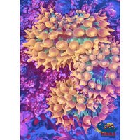 Colorado Wildfire Ultra Bubble Tip Anemone Bubbletipanemone