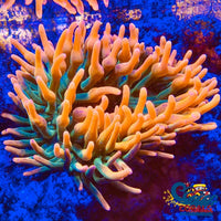 Colorado Wildfire Ultra Bubble Tip Anemone Bubbletipanemone