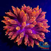 Pacific Ultra Flame Tip Bubble Anemone Bubbletipanemone
