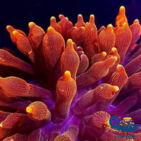 Pacific Ultra Flame Tip Bubble Anemone Bubbletipanemone