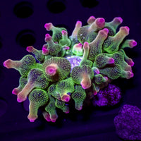ECC Nexus Joker Bubble Tip Anemone (1.5-2") C