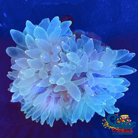 Orange Tipped Specter Bubble Anemone (4-6) Bubbletipanemone