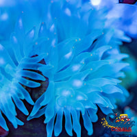 Orange Tipped Specter Bubble Anemone (4-6) Bubbletipanemone