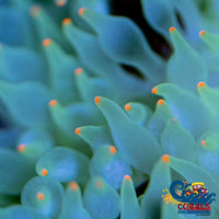 Orange Tipped Specter Bubble Anemone (4-6) Bubbletipanemone