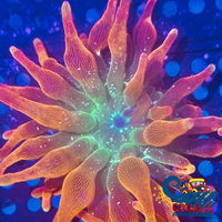 Ca Ultra Rainbow Galaxy Burst Bubble Tip Anemone Bubbletipanemone