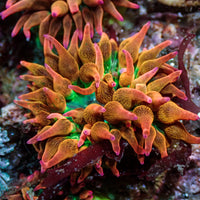 Hawaiian Punch Bubble Tip Anemone 1