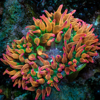Hawaiian Punch Bubble Tip Anemone 3