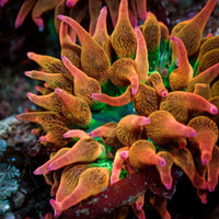 Hawaiian Punch Bubble Tip Anemone 2